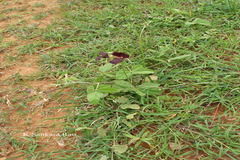 Macroptilium atropurpureum